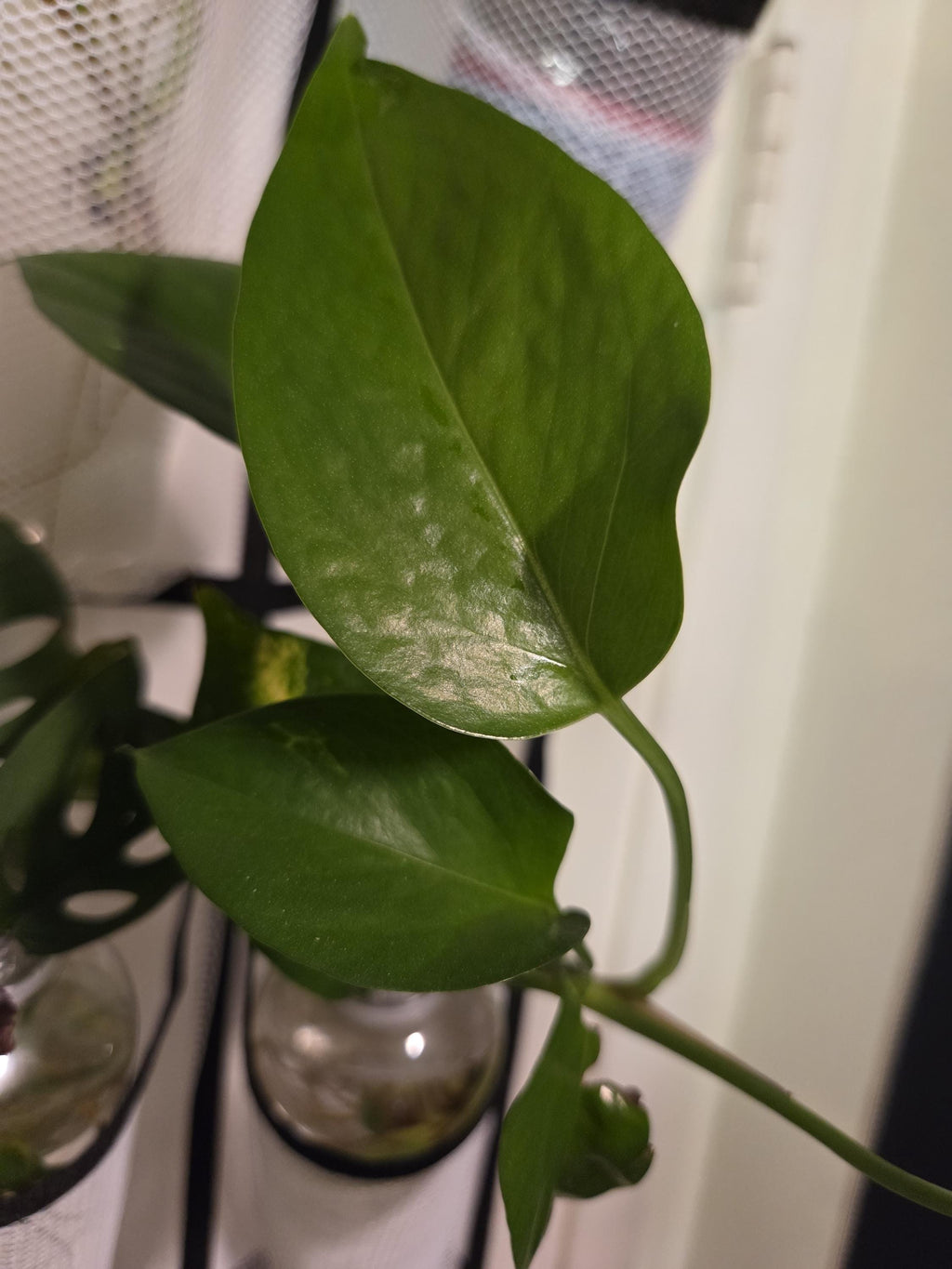 Golden Pothos Cutting/Water Propagation