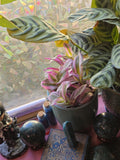 Blue 4 inch Clay Plant Pot