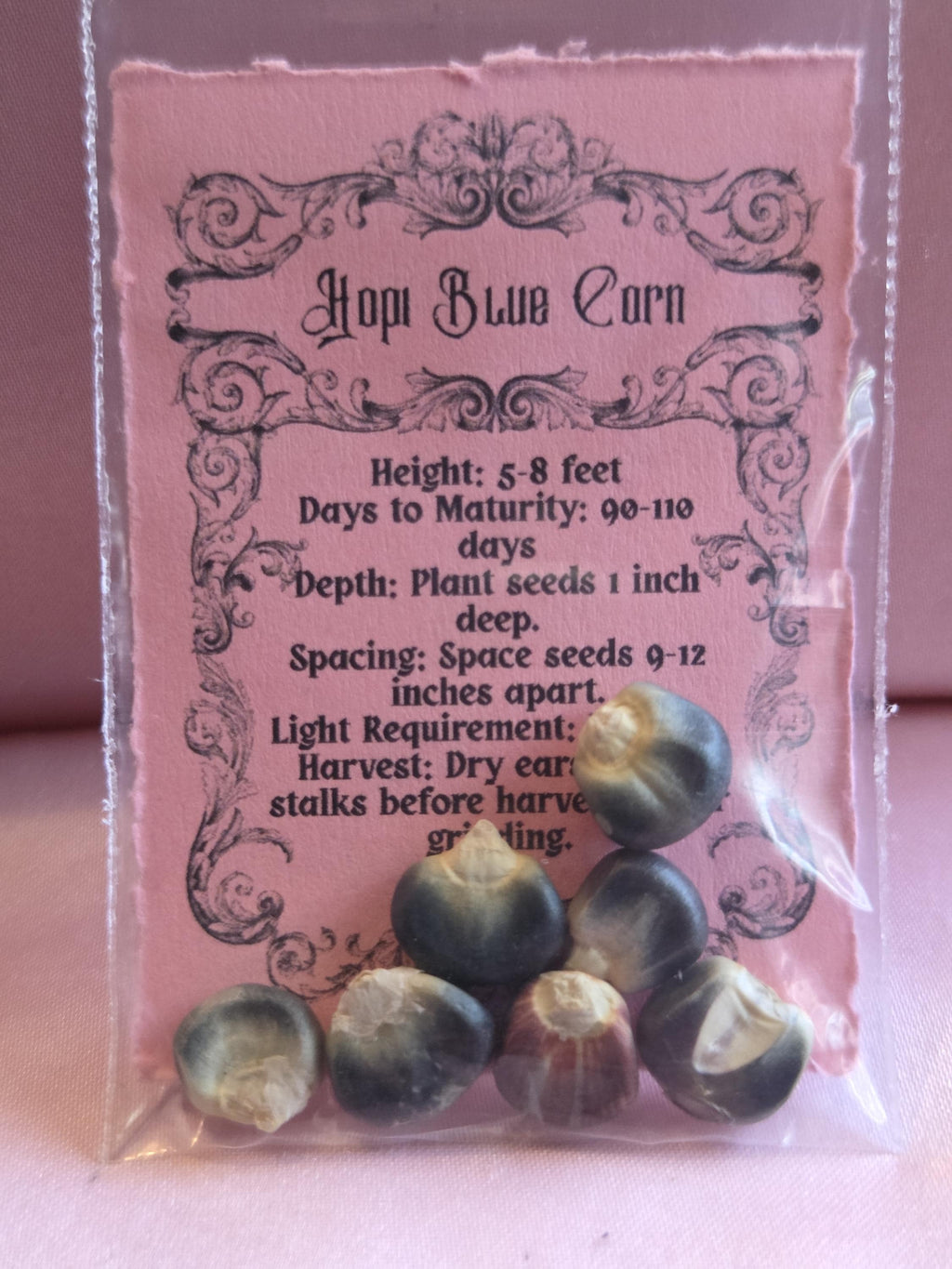 7 Blue Hopi Corn Seeds