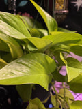 Neon Pothos Cutting/Water Propagation