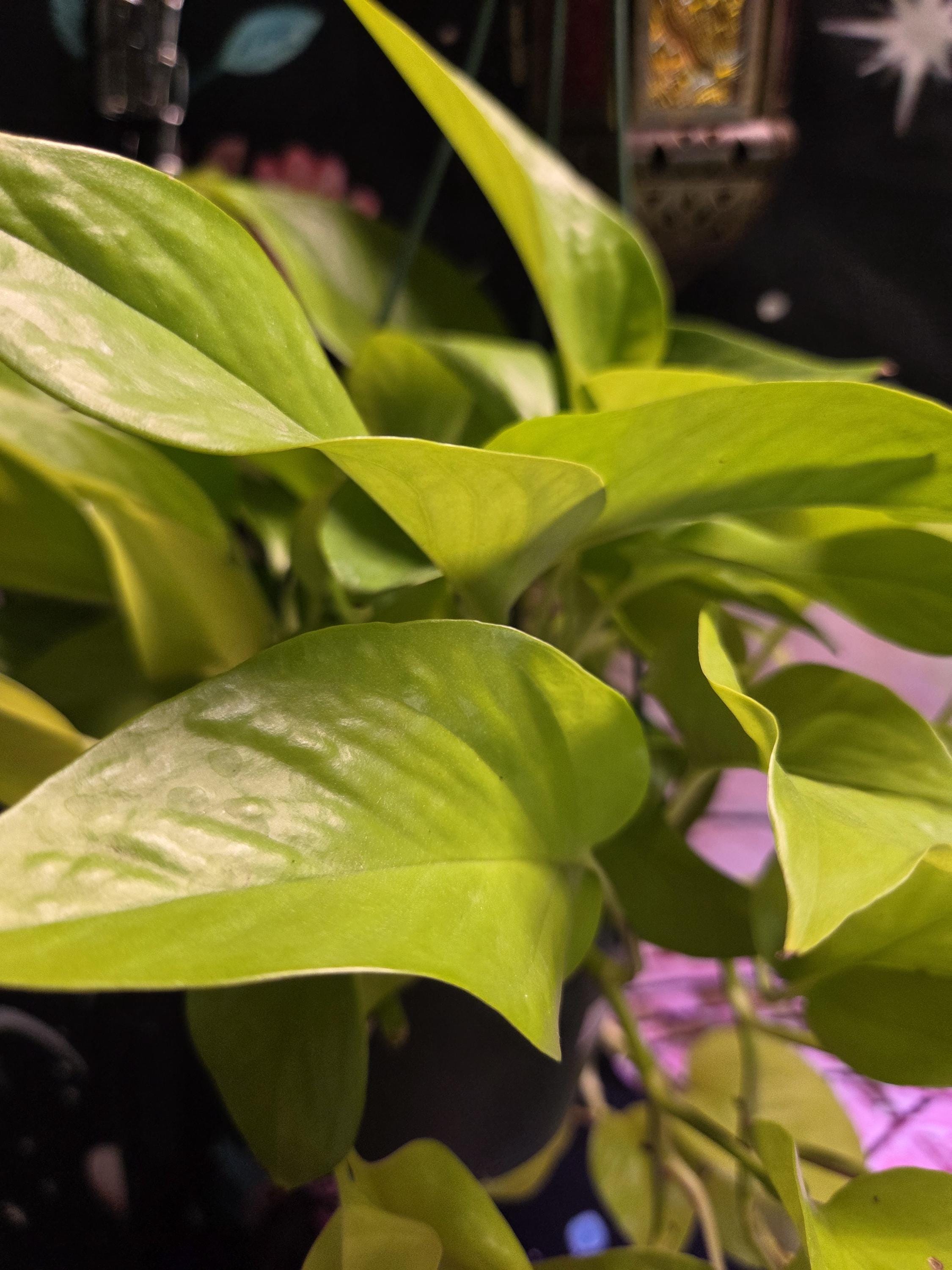 Neon Pothos Cutting/Water Propagation