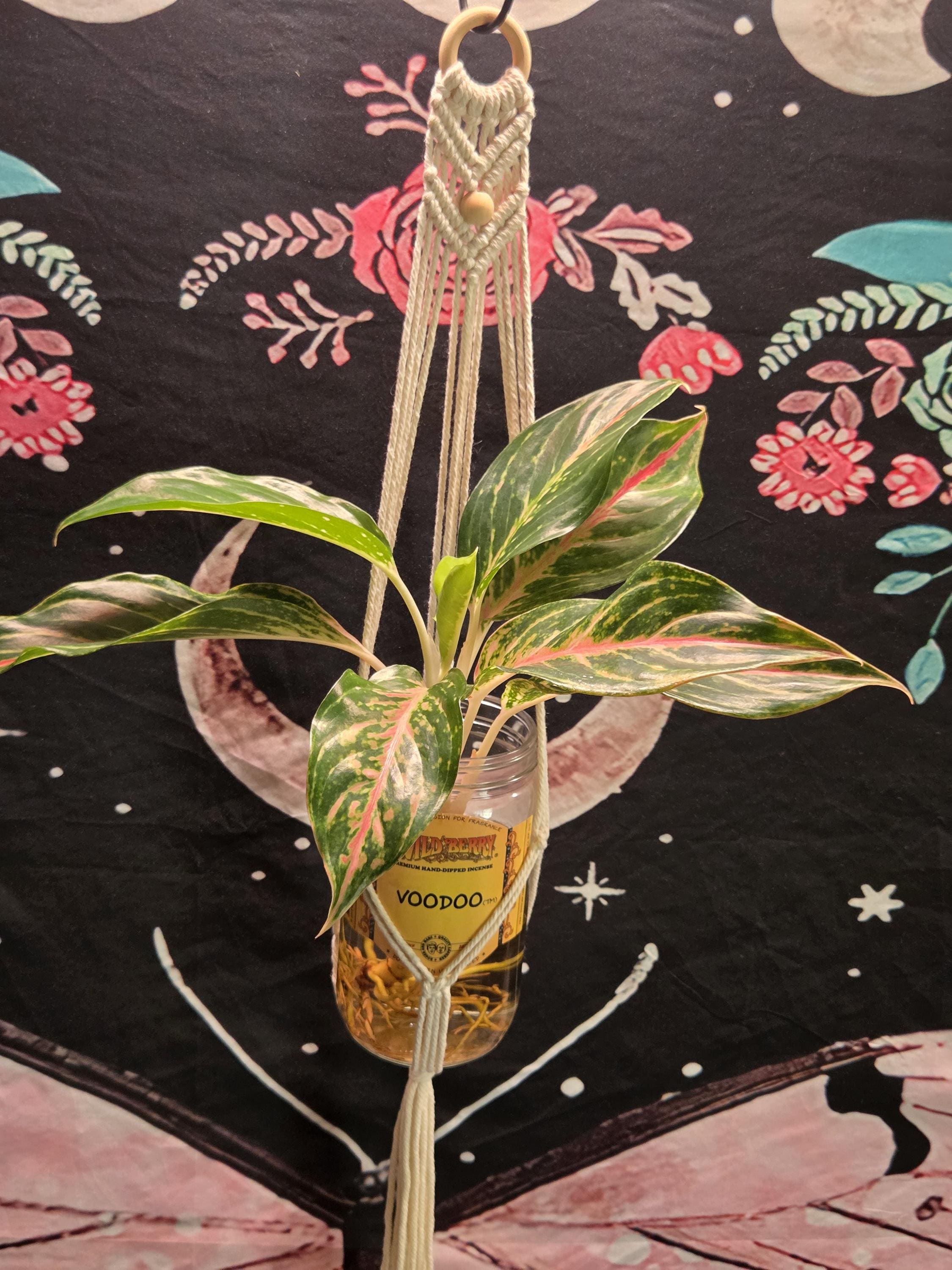Small White Macrame Plant Hanger for Wall