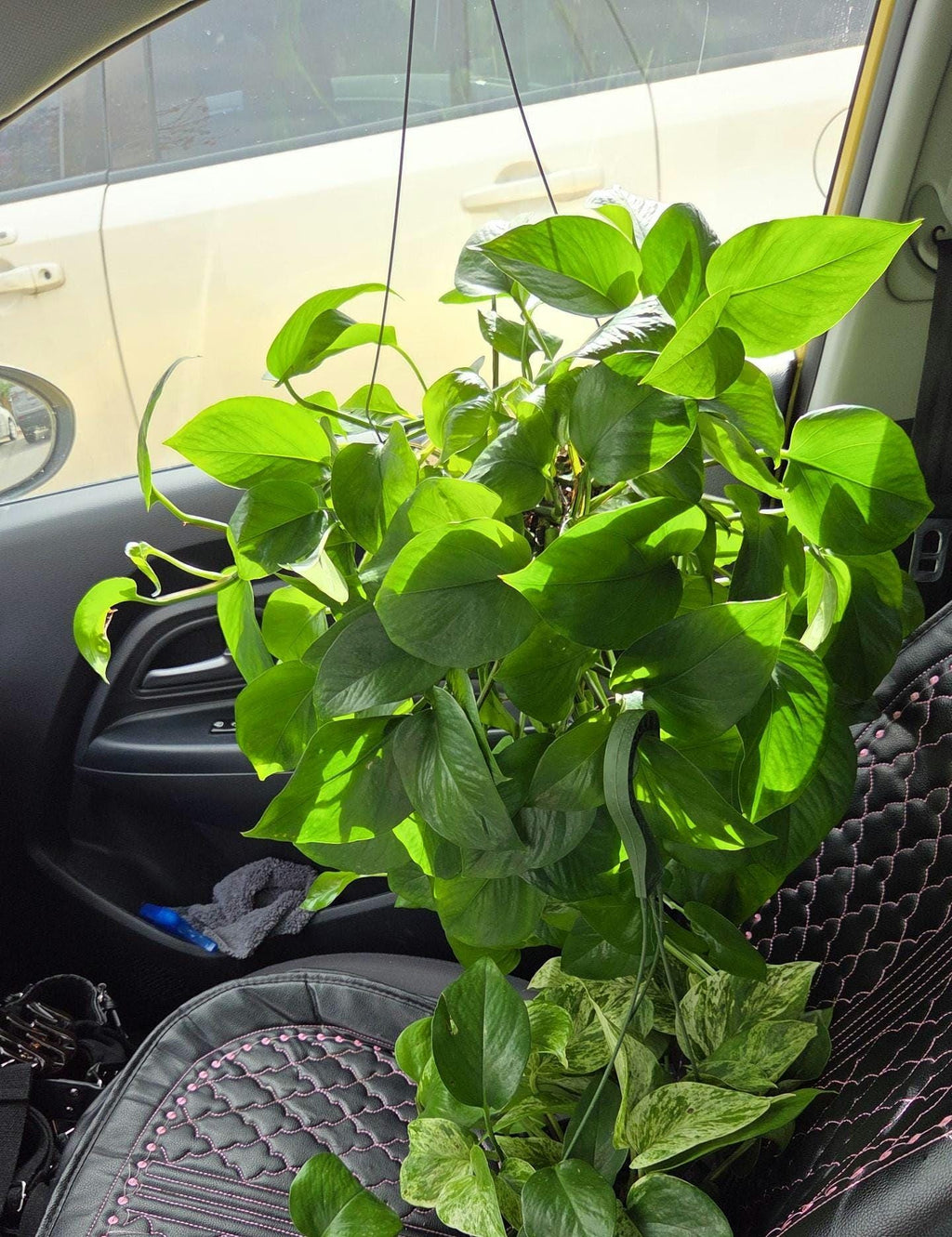 Golden Pothos Cutting/Water Propagation