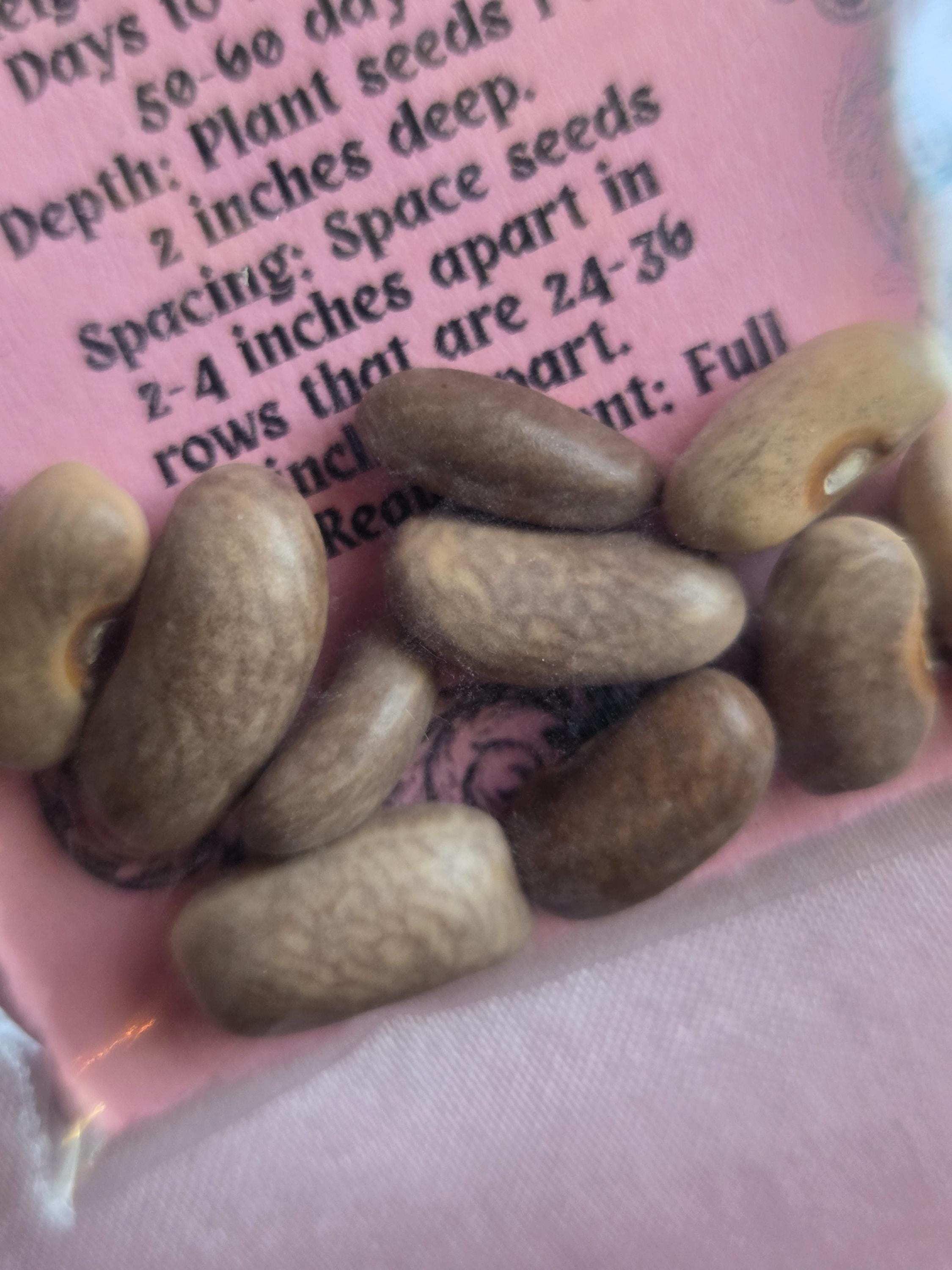 10 Royal Burgundy Bean Seeds