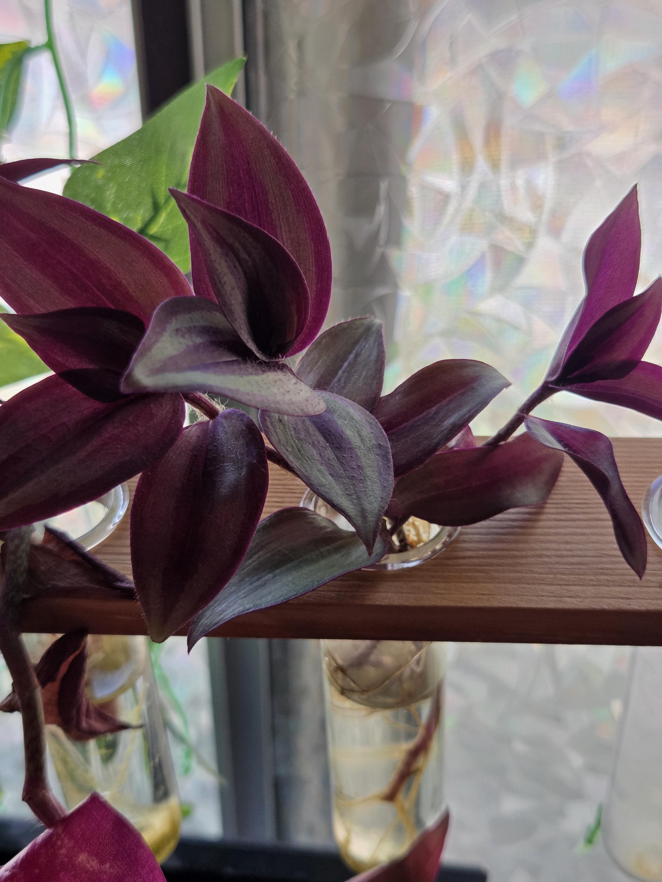 Silver Jewel Tradescantia Cutting/Water Propagation