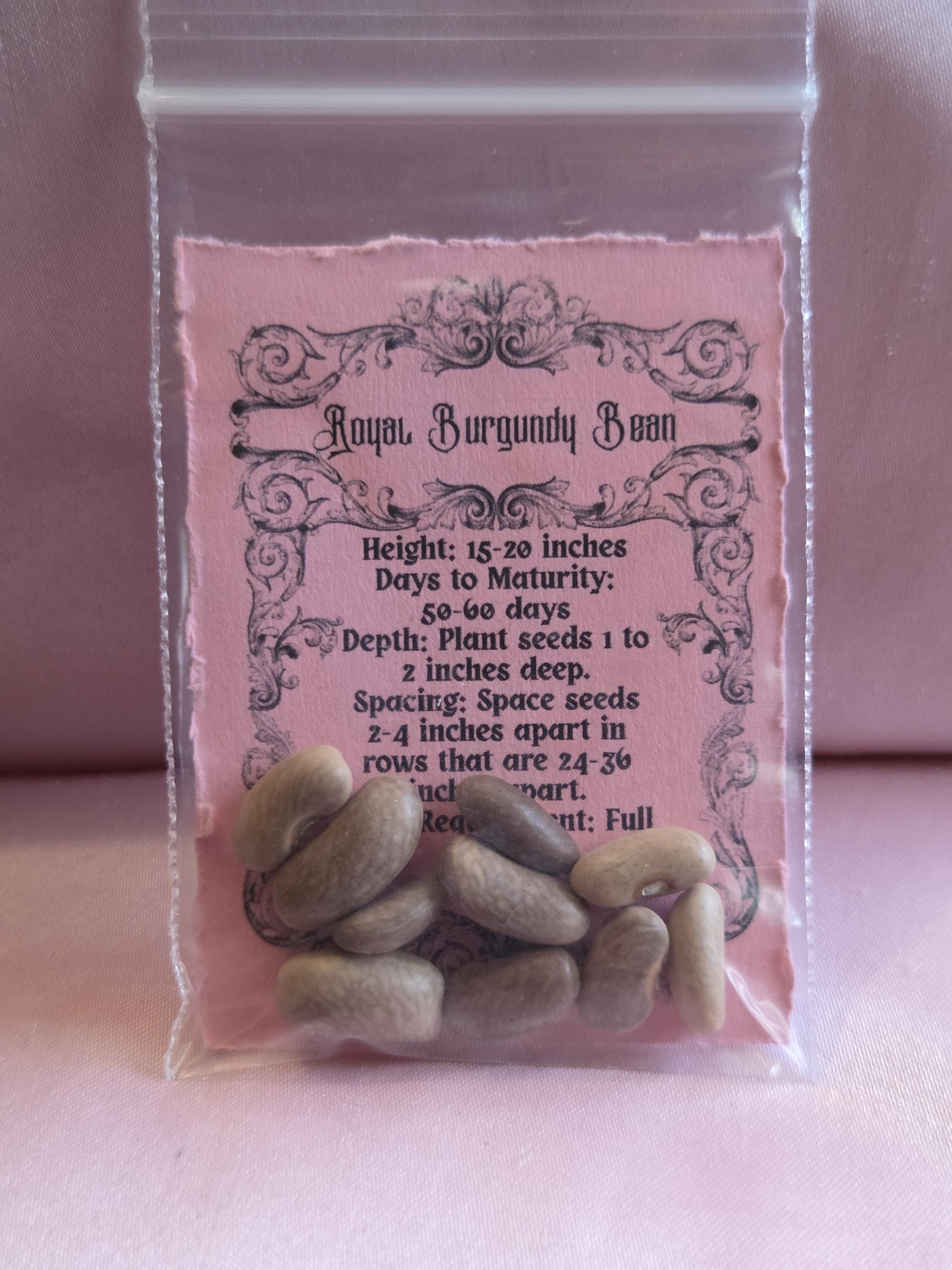 10 Royal Burgundy Bean Seeds