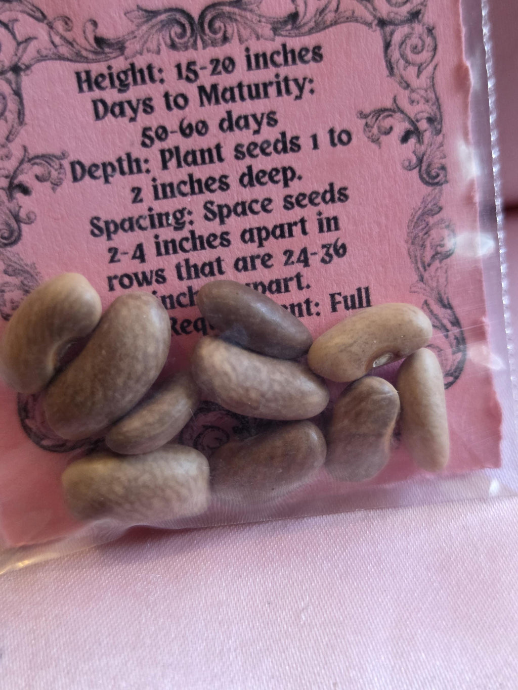 10 Royal Burgundy Bean Seeds