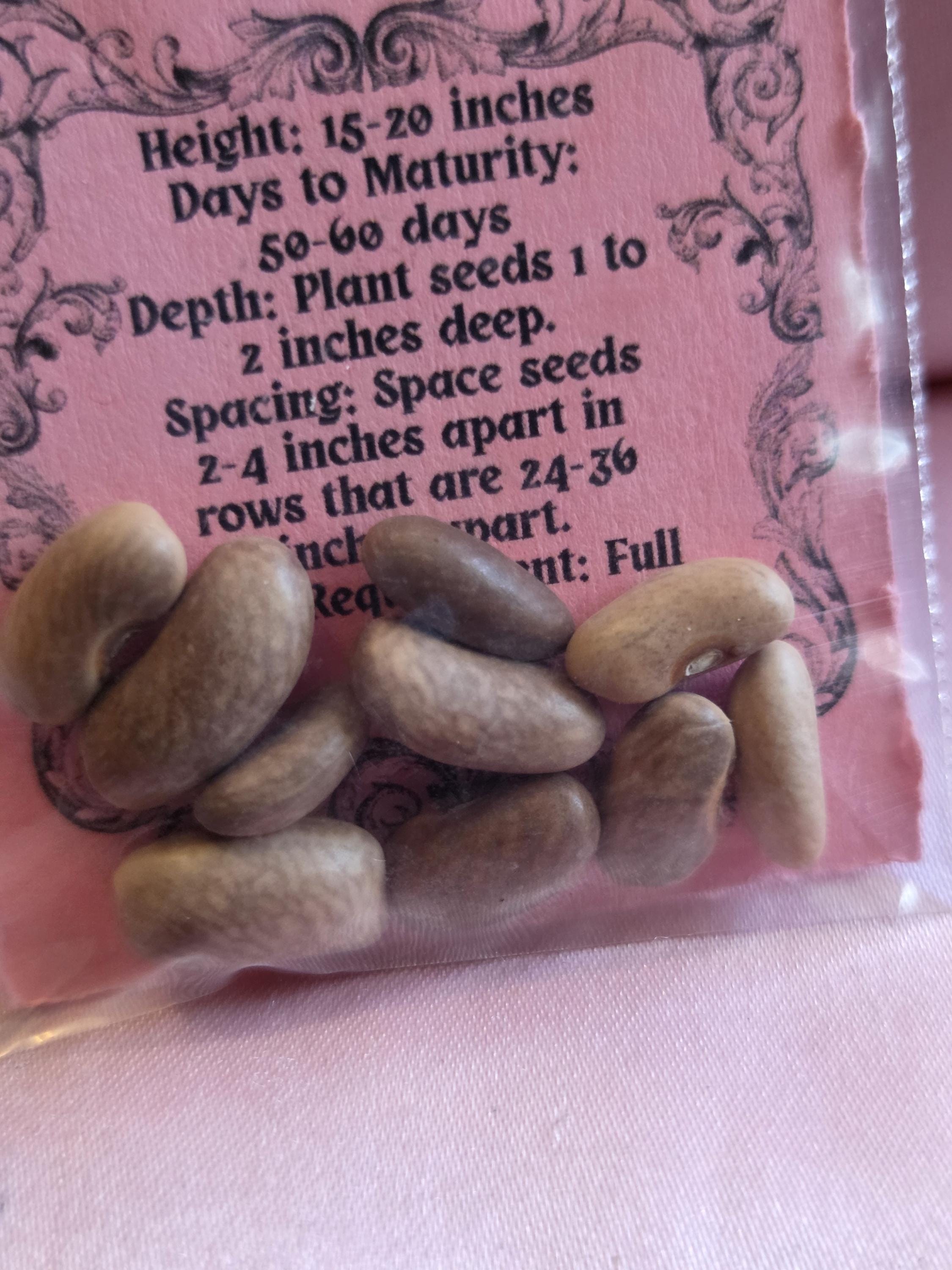 10 Royal Burgundy Bean Seeds