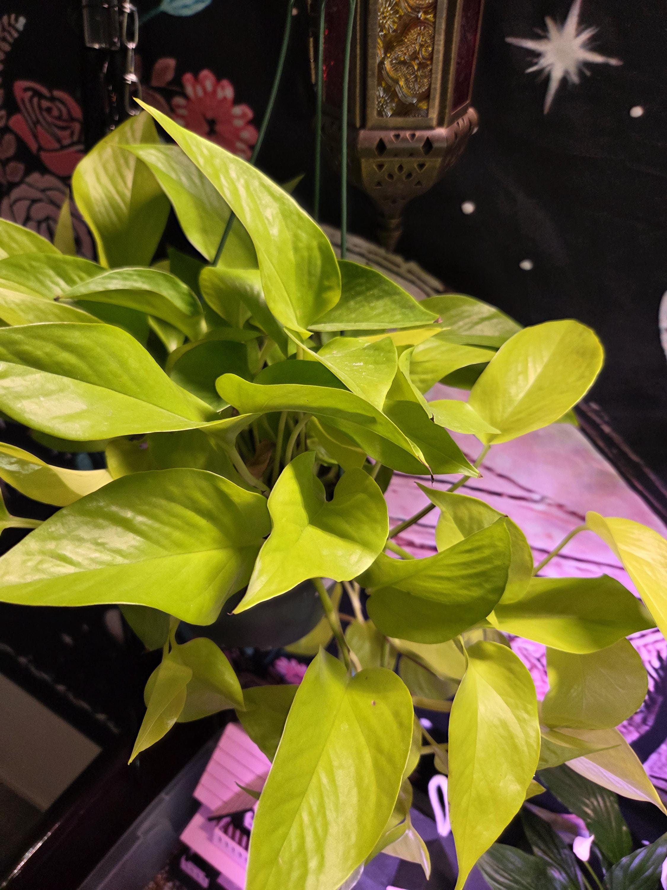 Neon Pothos Cutting/Water Propagation