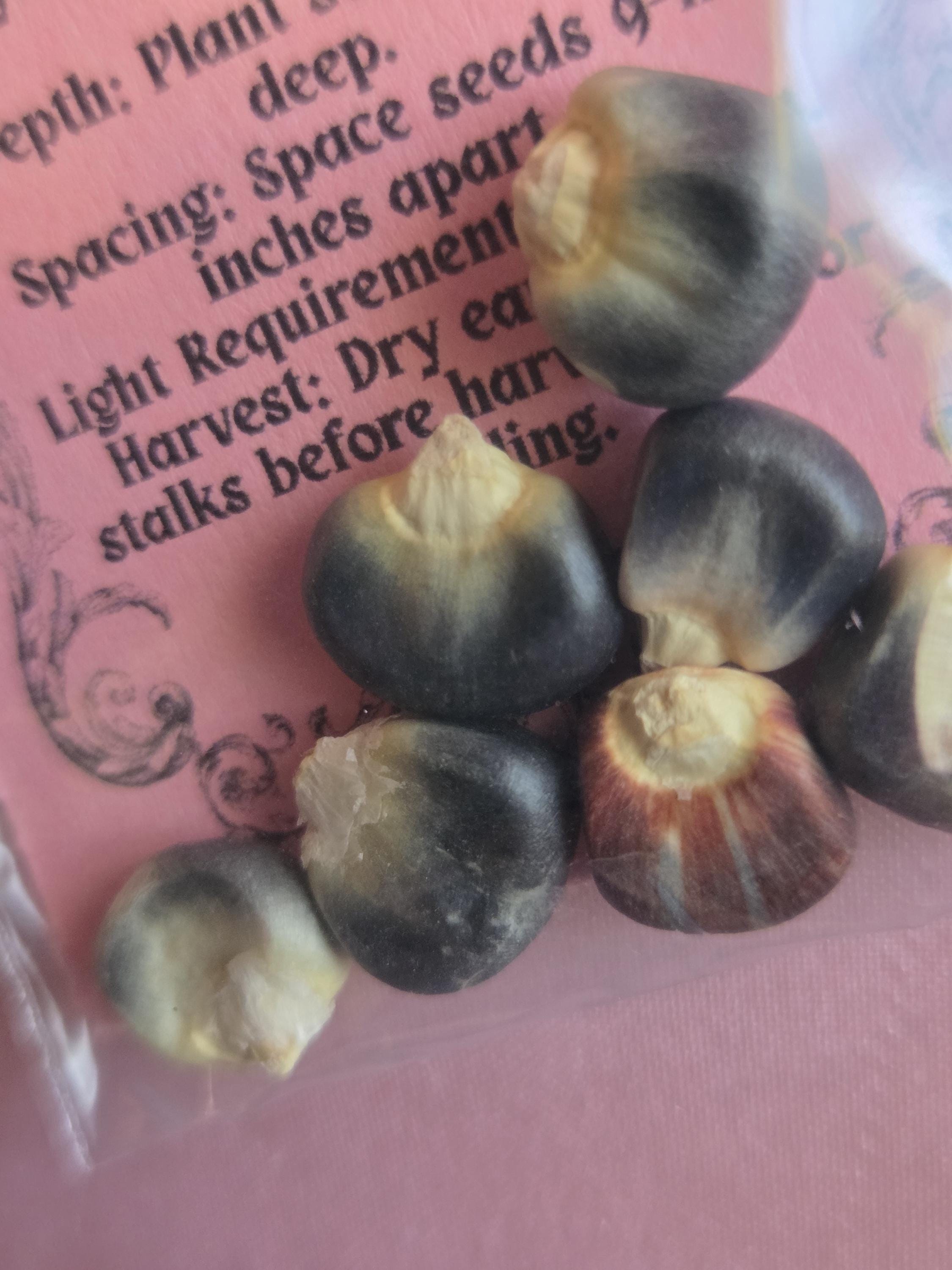 7 Blue Hopi Corn Seeds