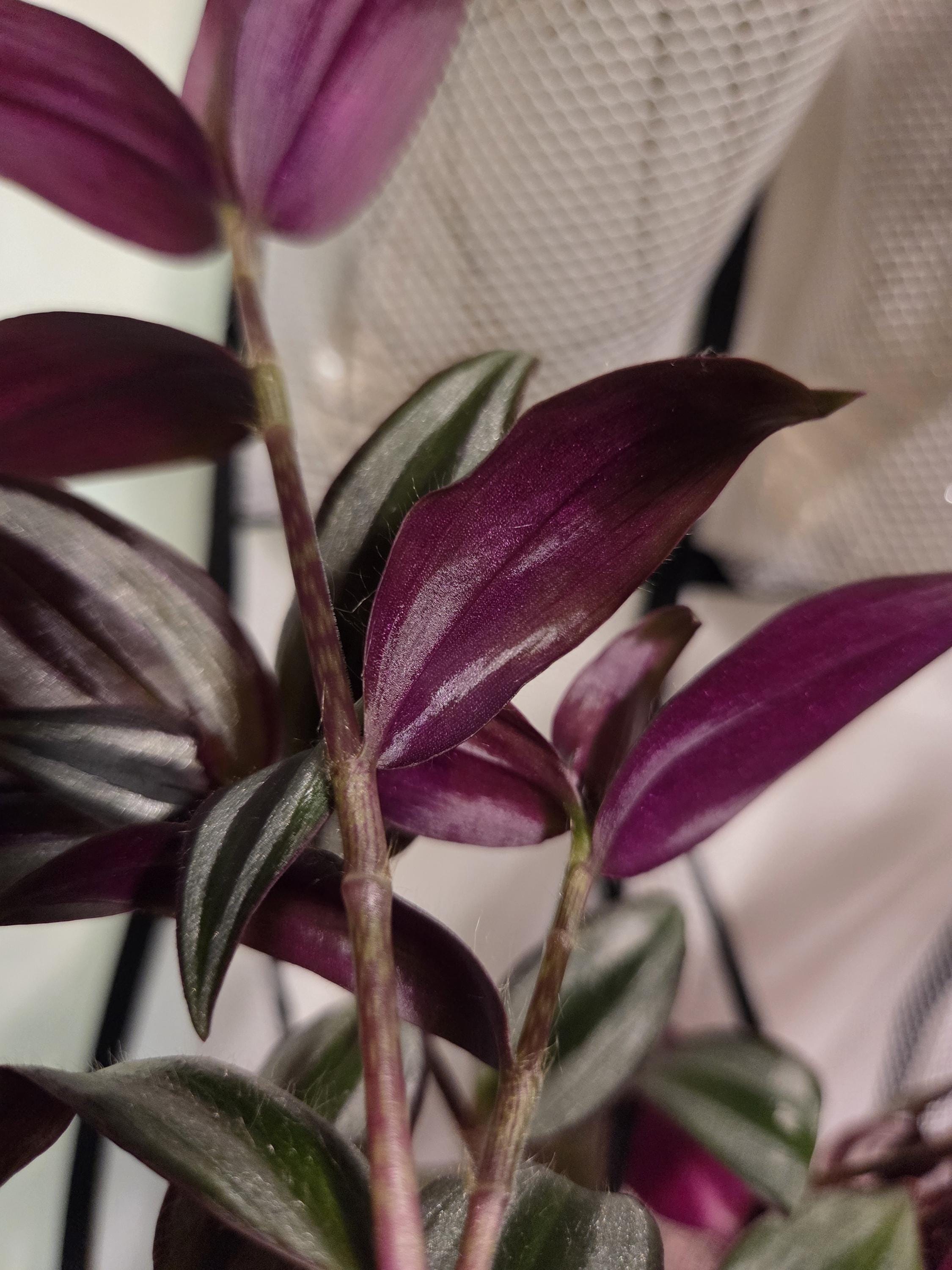 Silver Jewel Tradescantia Cutting/Water Propagation