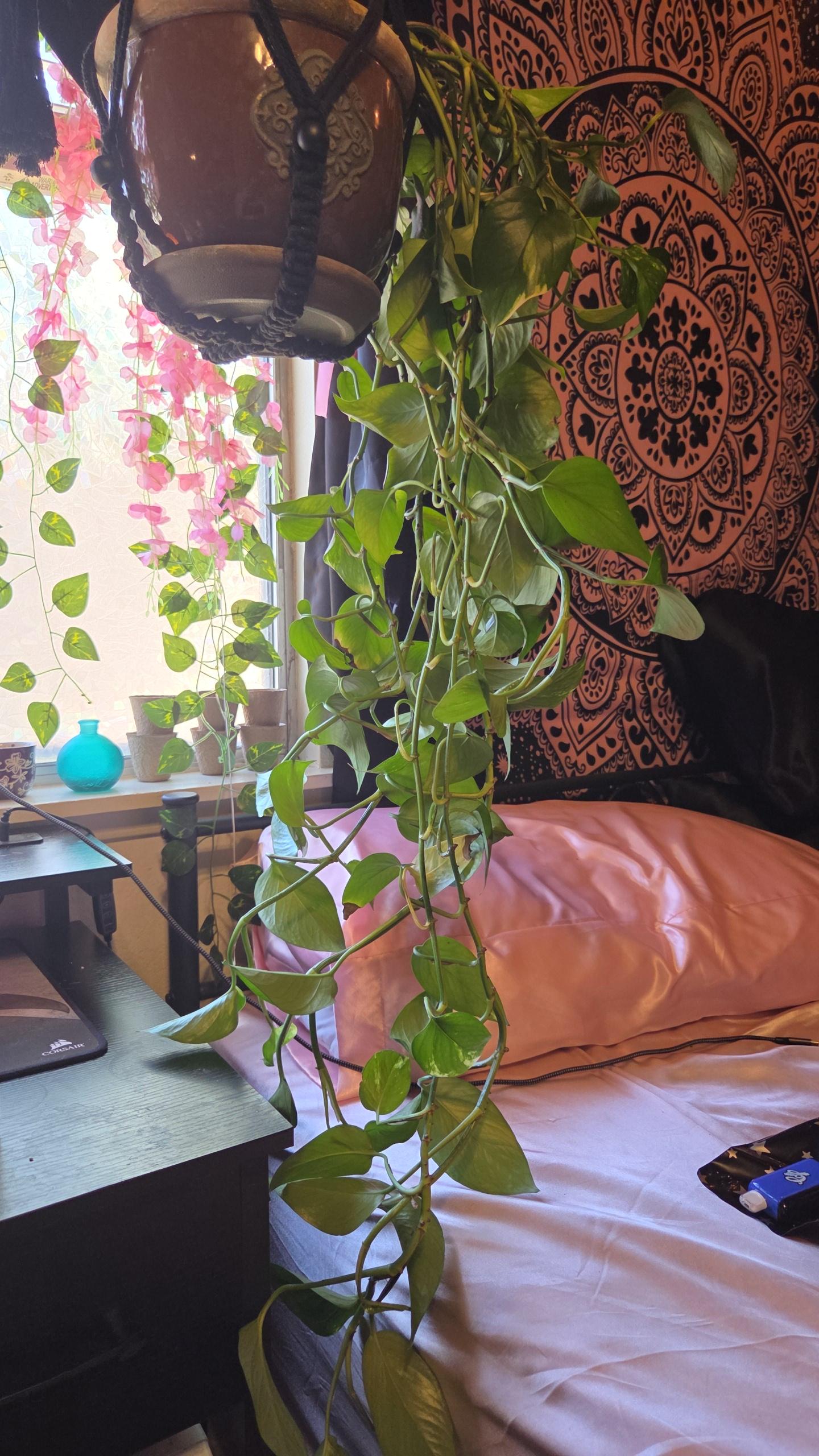 Golden Pothos Cutting/Water Propagation