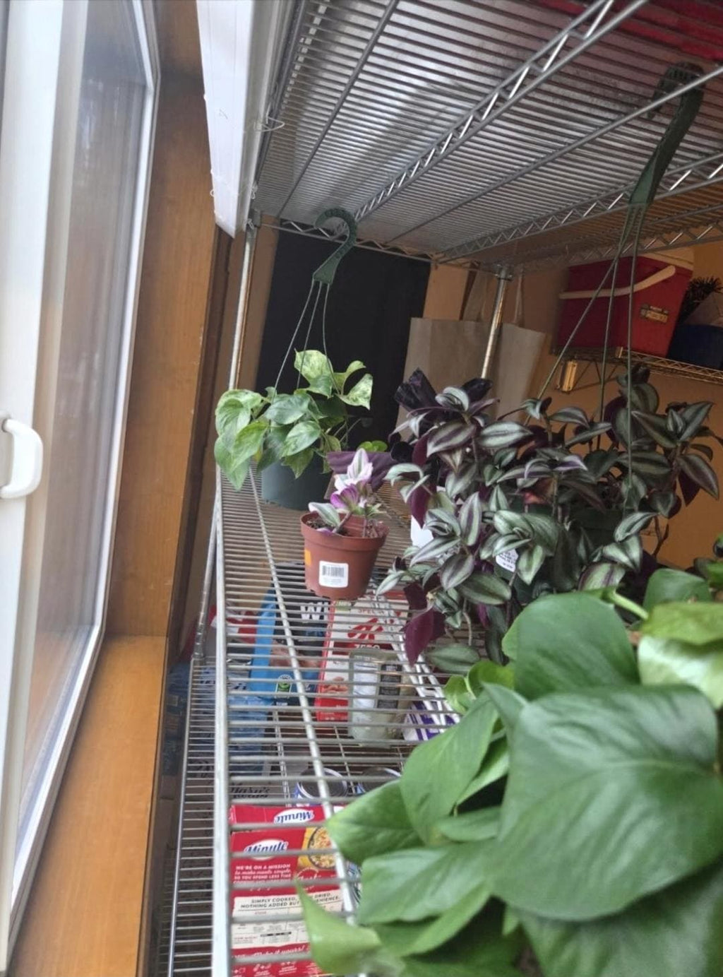 Silver Jewel Tradescantia Cutting/Water Propagation