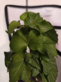 Rooted English Ivy Cutting/Water Propagation