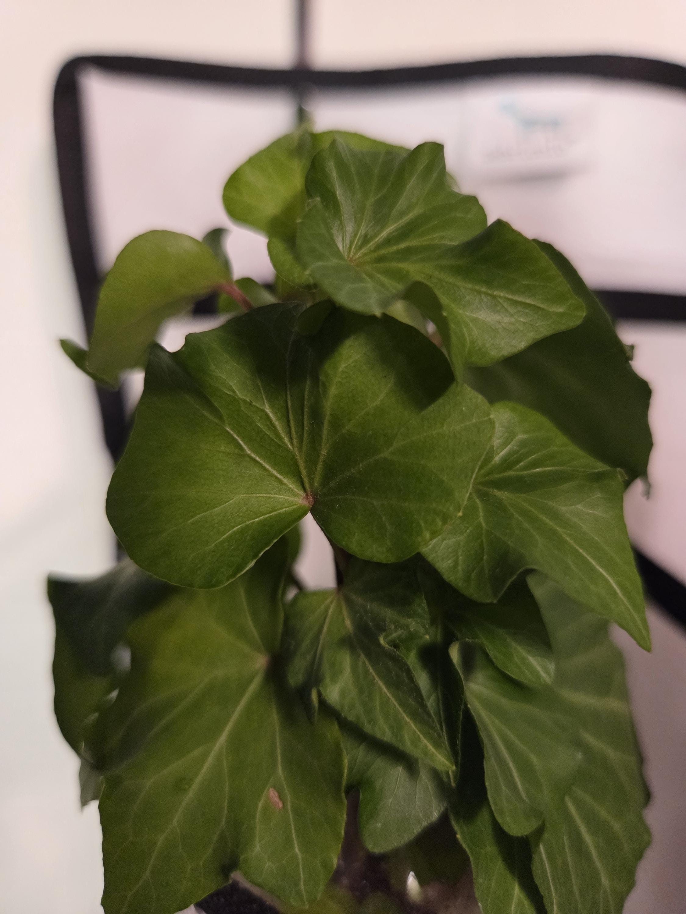 Rooted English Ivy Cutting/Water Propagation