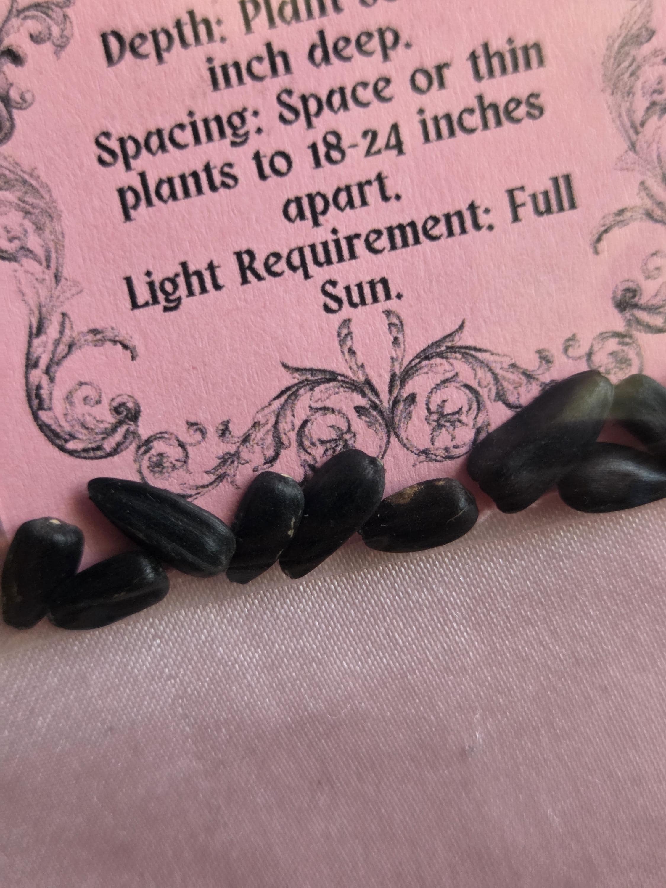 10 Chocolate Cherry Sunflower Seeds