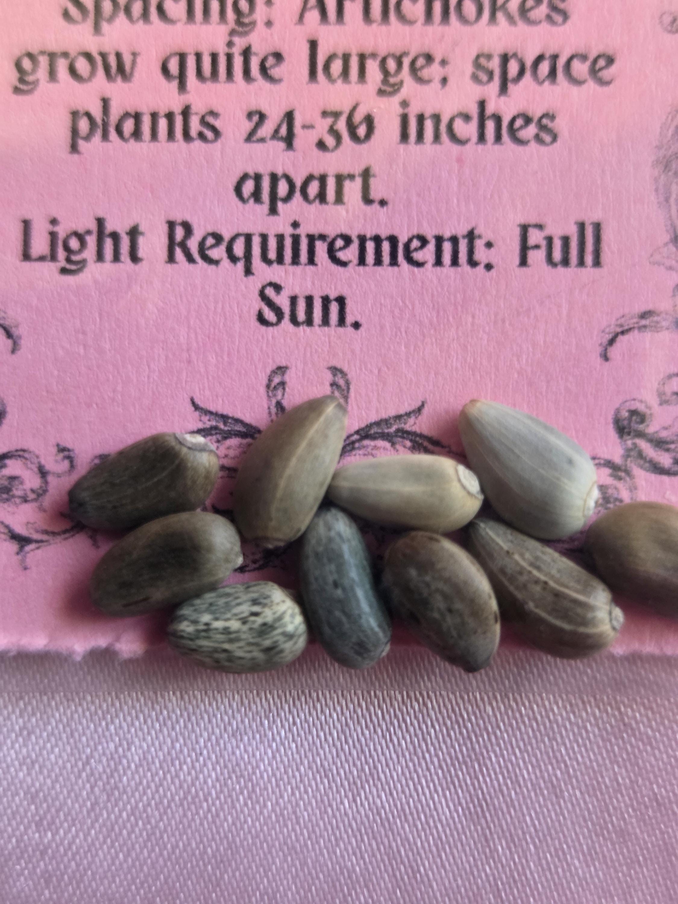 25 Purple Romagna Artichoke Seeds