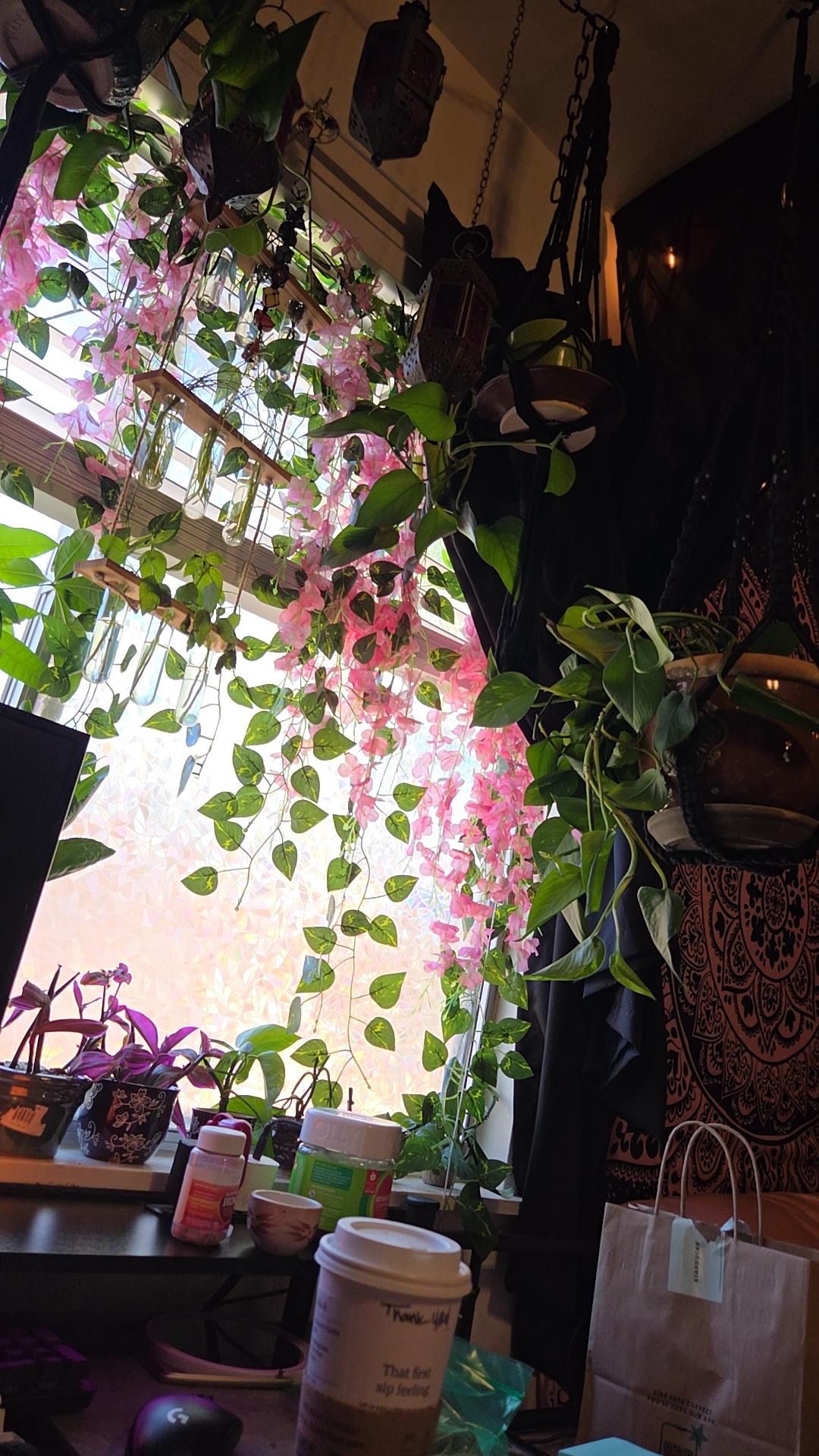 Golden Pothos Cutting/Water Propagation