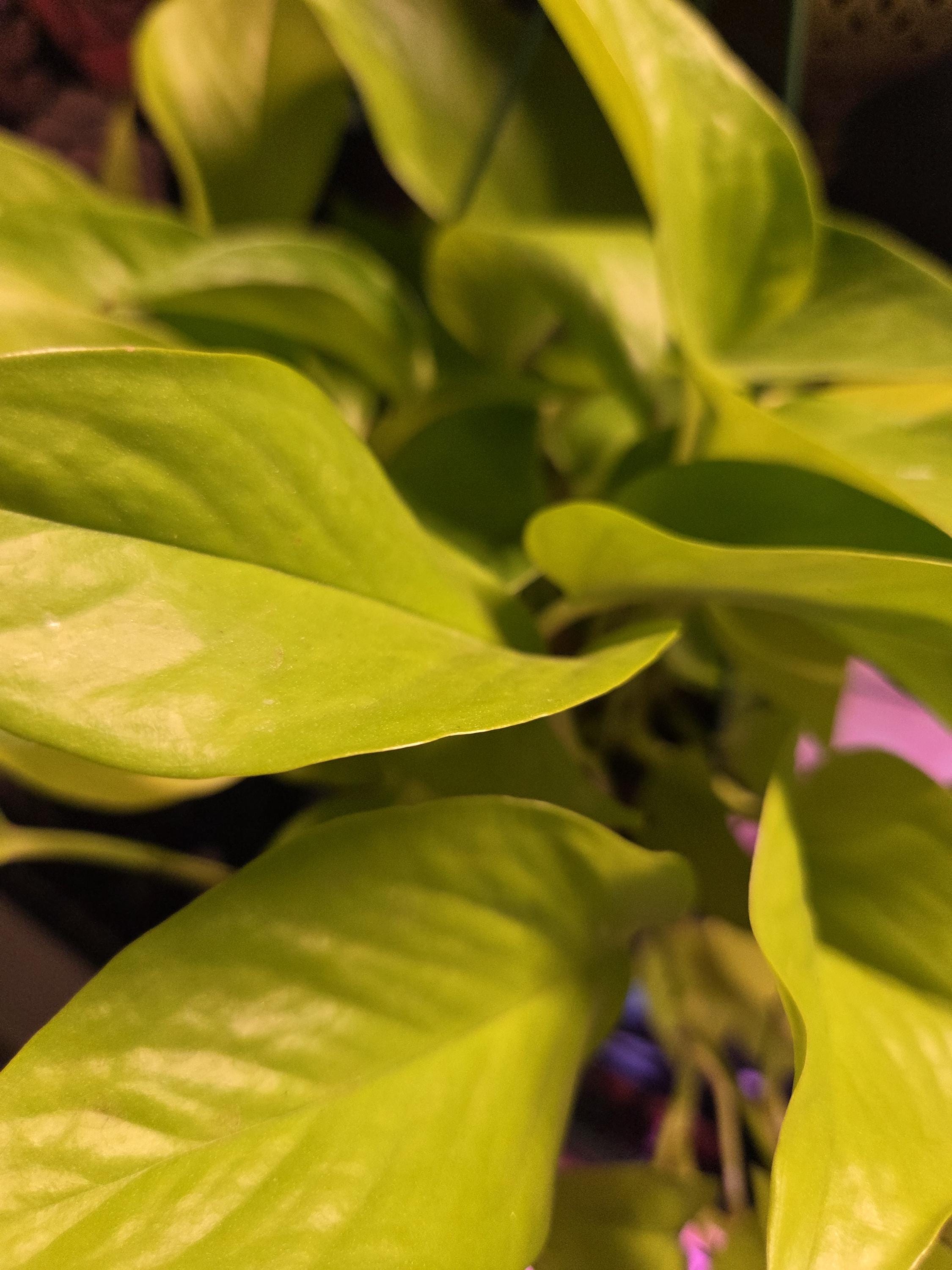 Neon Pothos Cutting/Water Propagation