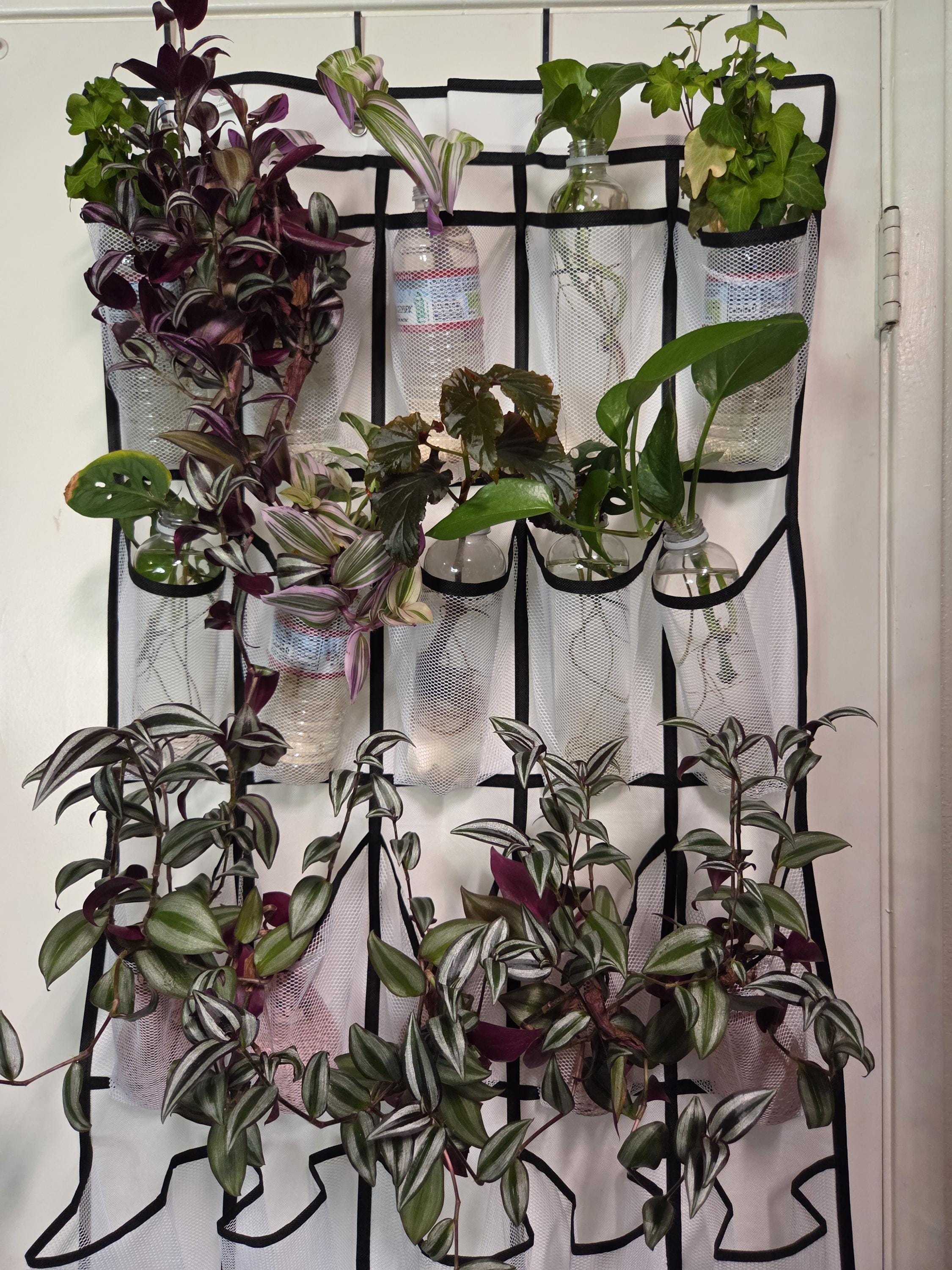 Rooted English Ivy Cutting/Water Propagation
