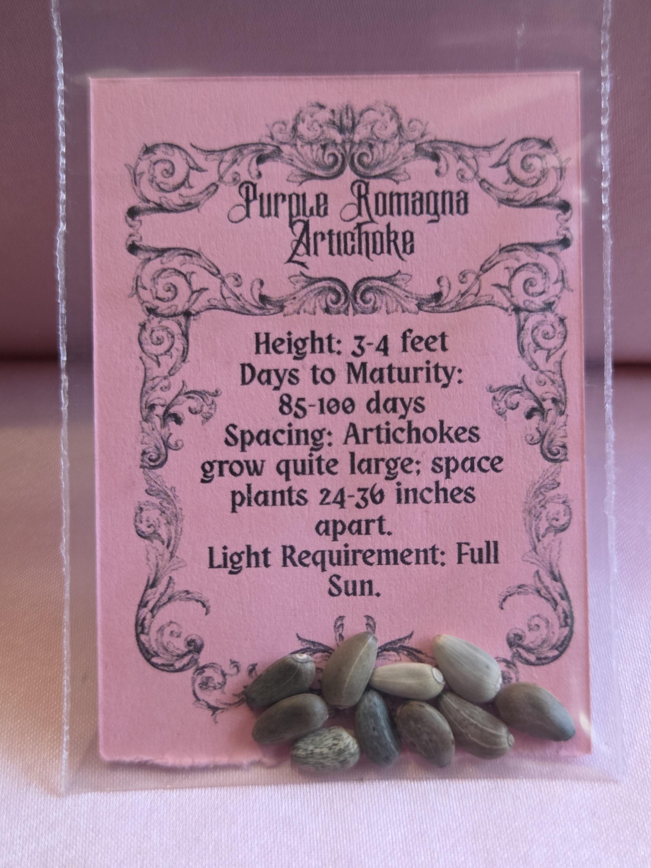 25 Purple Romagna Artichoke Seeds
