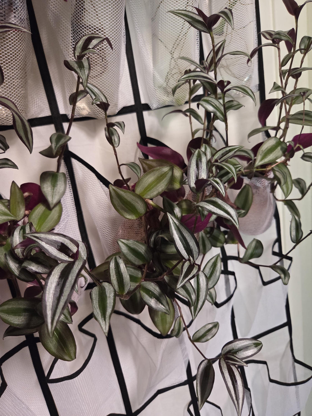 Silver Jewel Tradescantia Cutting/Water Propagation