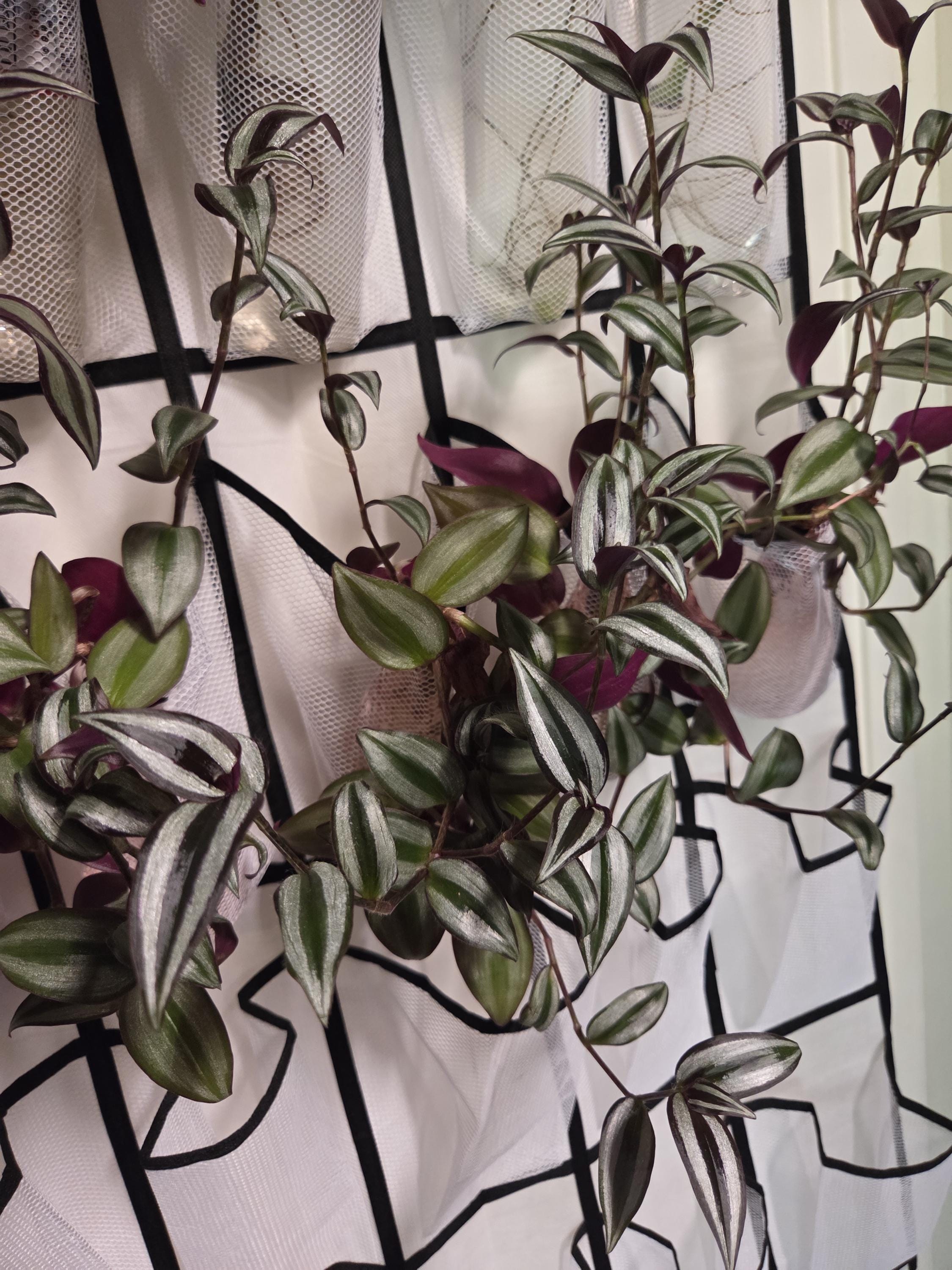 Silver Jewel Tradescantia Cutting/Water Propagation