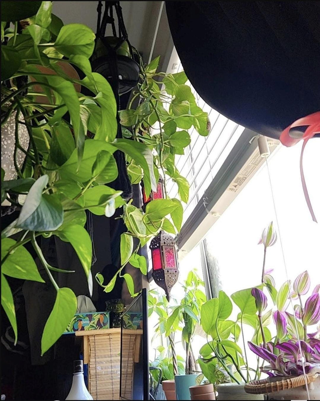 Golden Pothos Cutting/Water Propagation