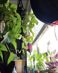 Golden Pothos Cutting/Water Propagation