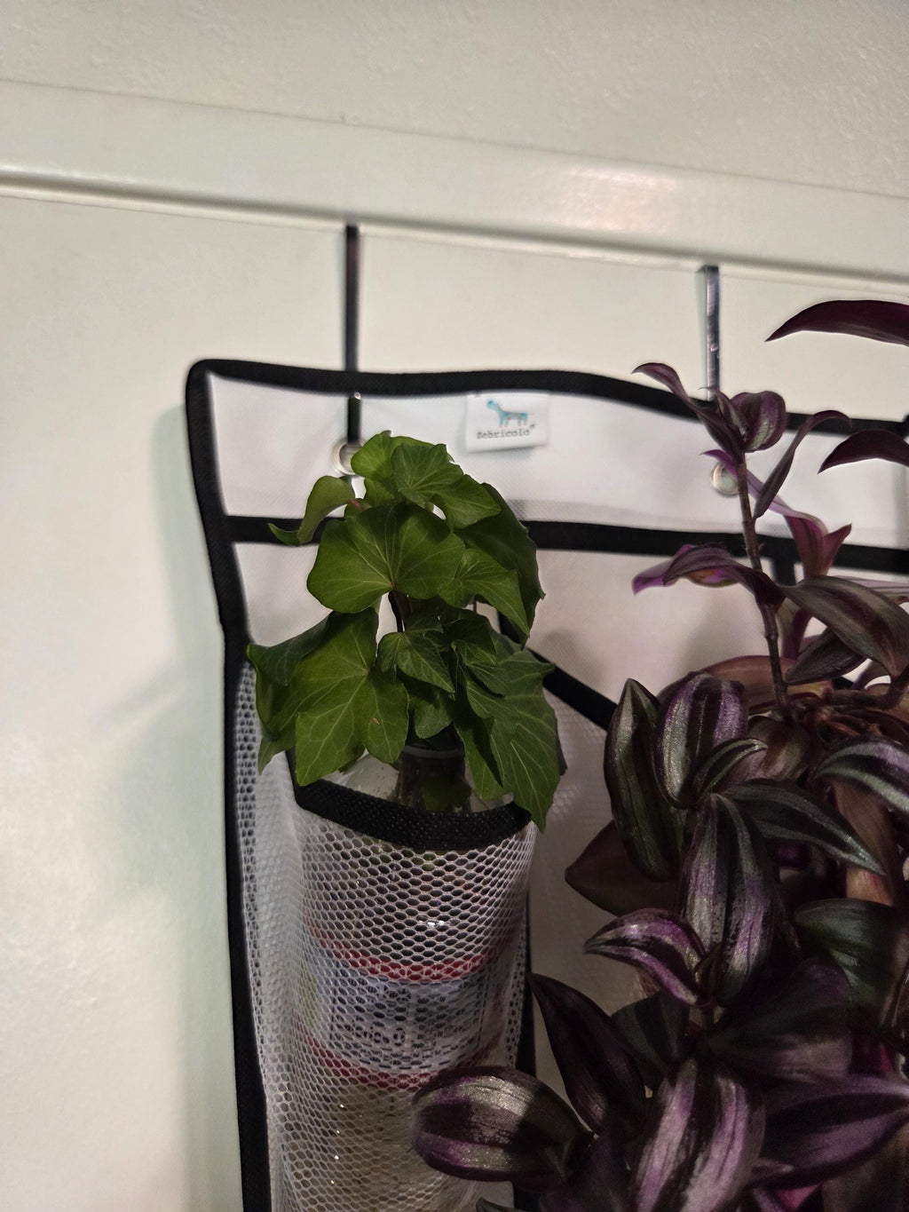 Rooted English Ivy Cutting/Water Propagation