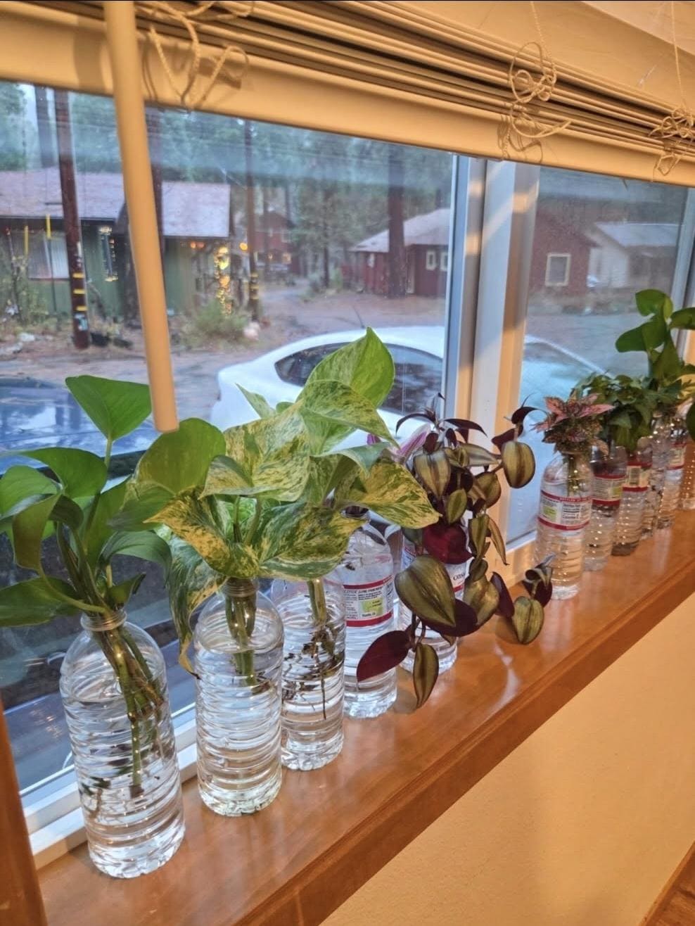 Silver Jewel Tradescantia Cutting/Water Propagation
