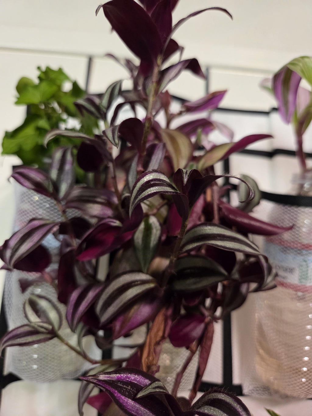 Silver Jewel Tradescantia Cutting/Water Propagation