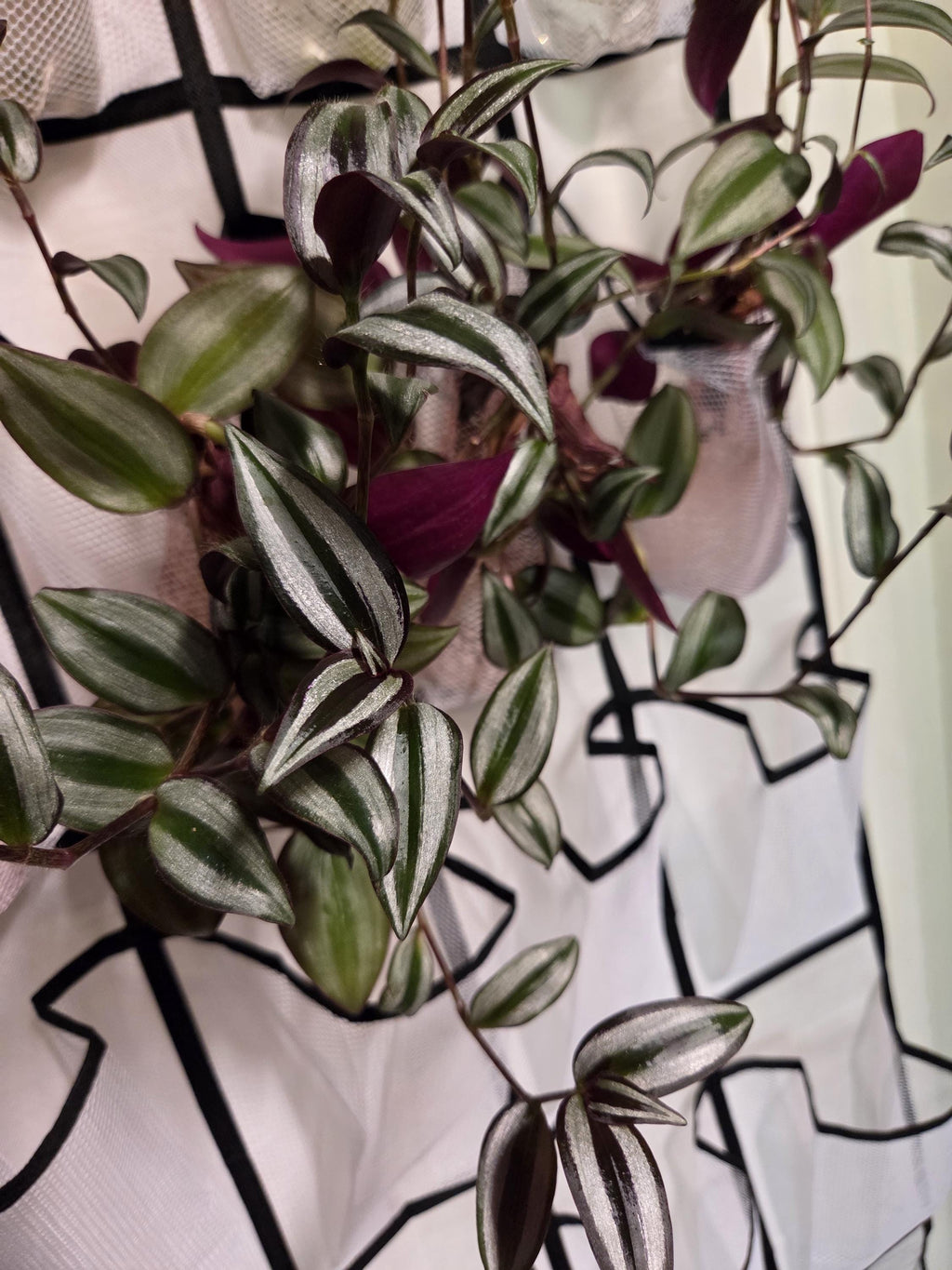 Silver Jewel Tradescantia Cutting/Water Propagation