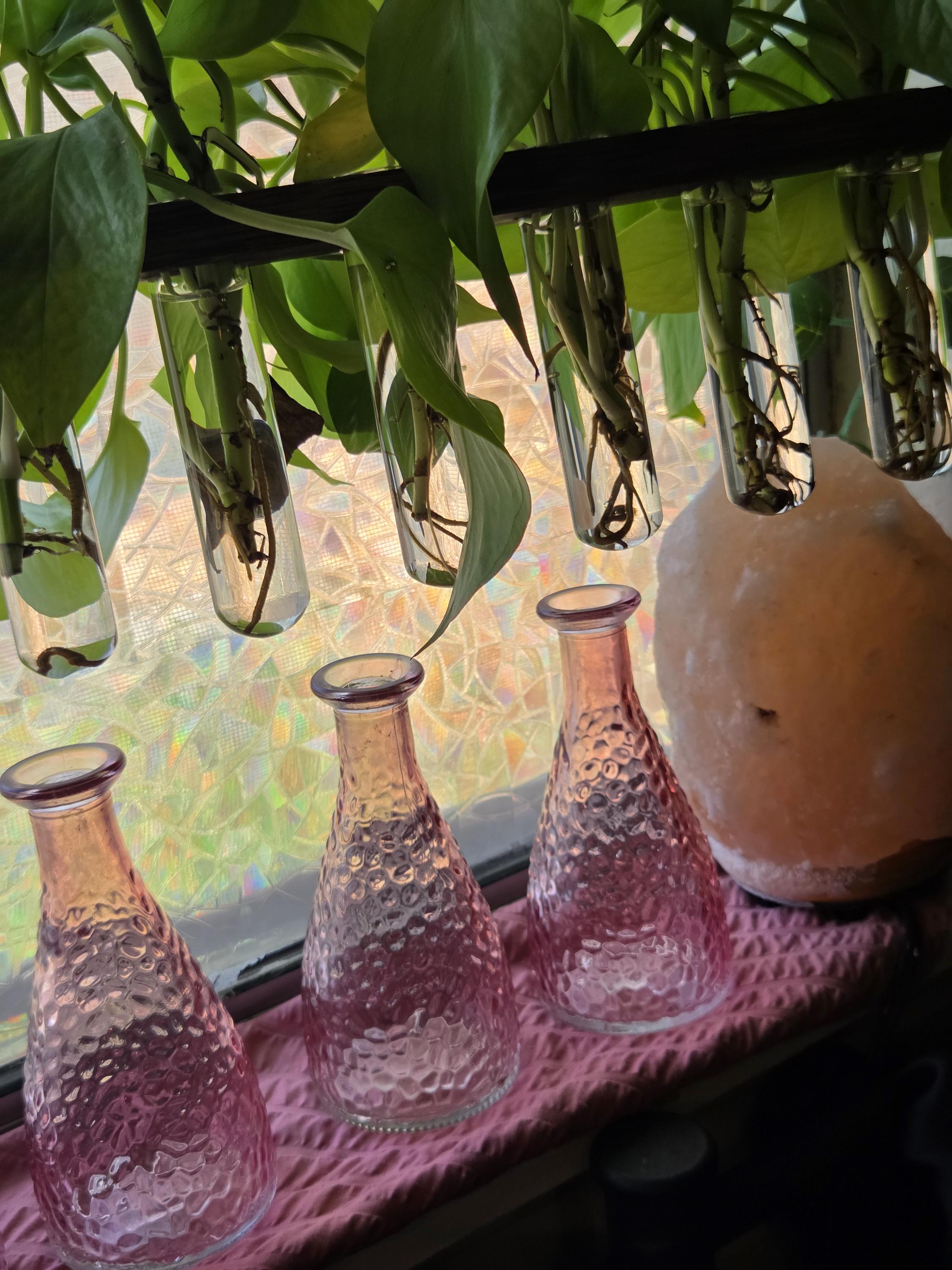 Glass Jar for Plant Propagations