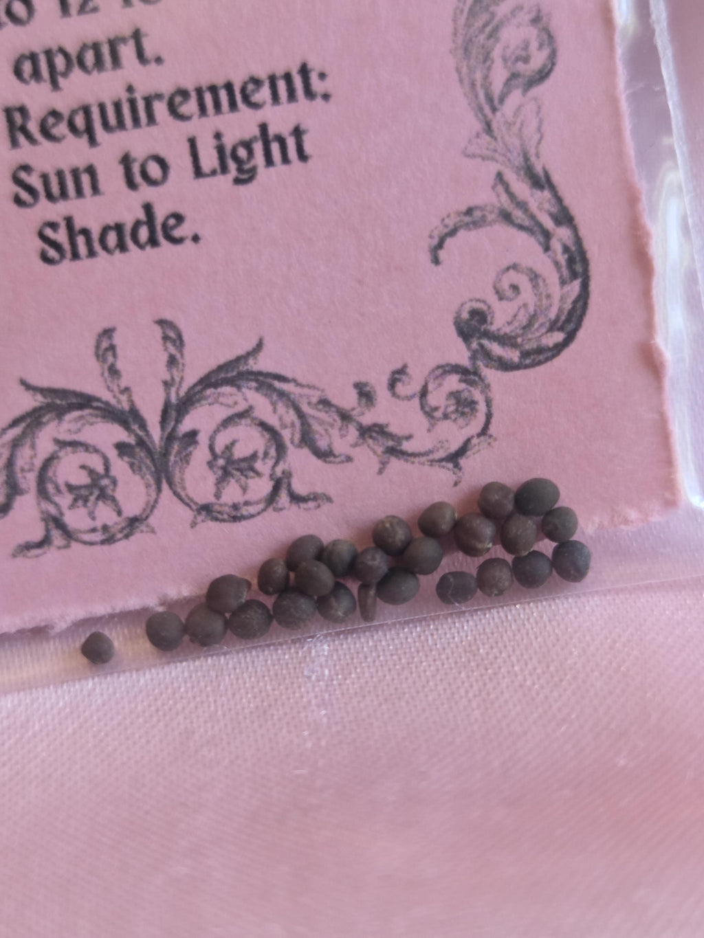 25 Black Magic Kale Seeds
