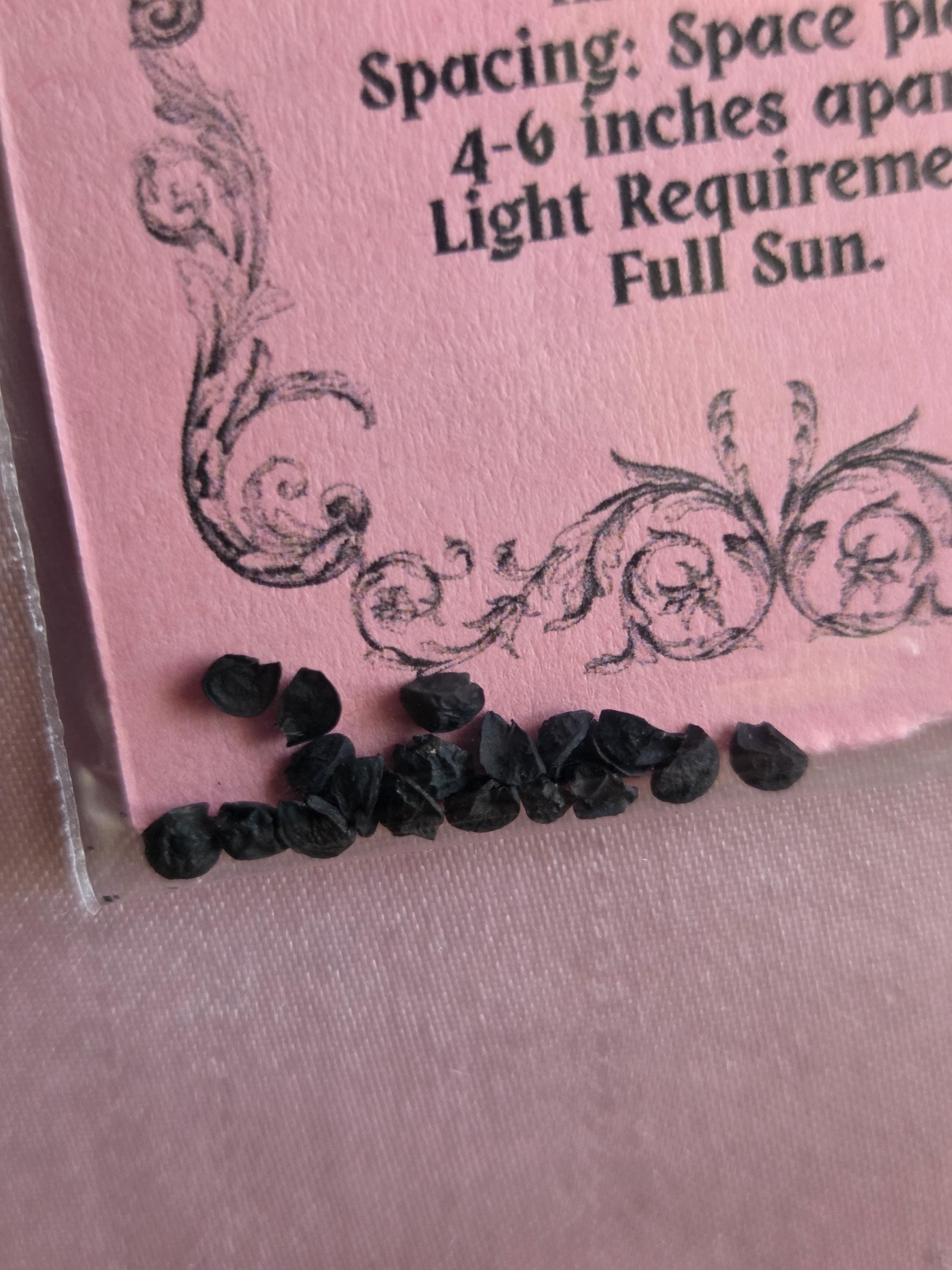 20 Red Burgundy Onion Seeds