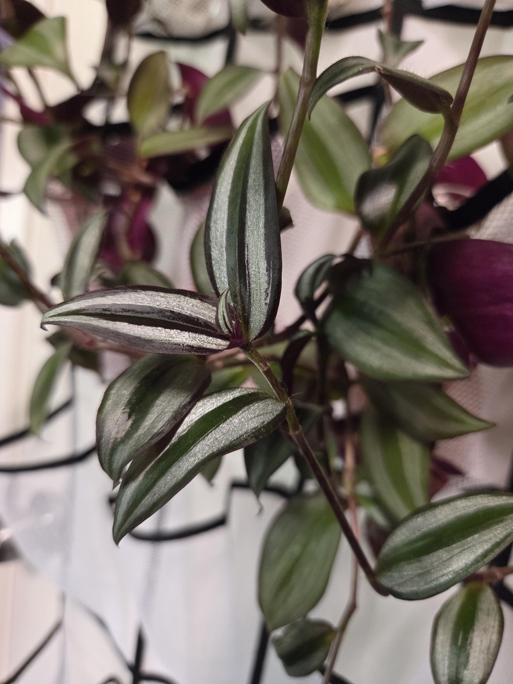 Silver Jewel Tradescantia Cutting/Water Propagation